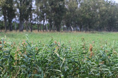 Nam seslendirdi wai yuen hong kong uzun at