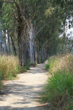 Nam seslendirdi wai yuen hong kong uzun at