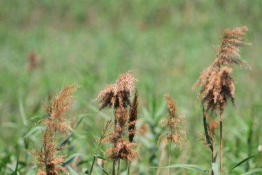 Nam seslendirdi wai yuen hong kong uzun at