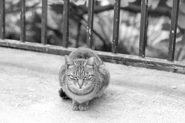 Gato Sin Hogar Ciudad Hong Kong — Foto de Stock