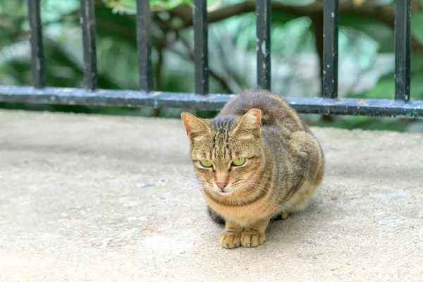 Gato Sem Teto Cidade Hong Kong — Fotografia de Stock