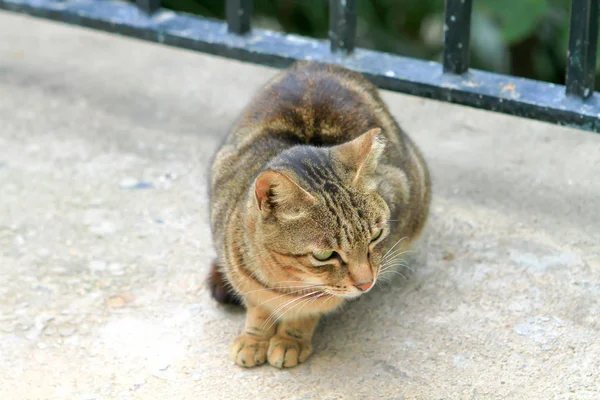 Gato Sem Teto Cidade Hong Kong — Fotografia de Stock