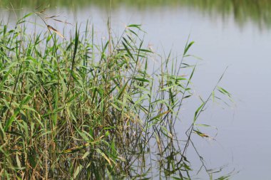 Nam seslendirdi wai yuen hong kong uzun at