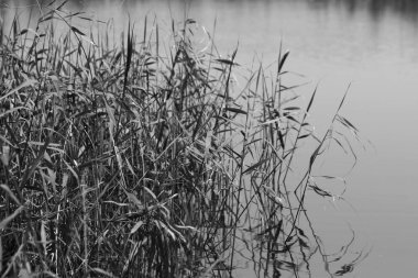 Nam seslendirdi wai yuen hong kong uzun at