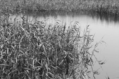 Nam seslendirdi wai yuen hong kong uzun at