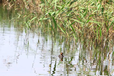 Nam seslendirdi wai yuen hong kong uzun at