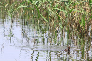Nam seslendirdi wai yuen hong kong uzun at