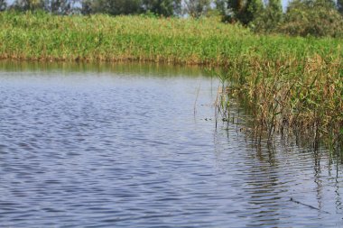 Nam seslendirdi wai yuen hong kong uzun at