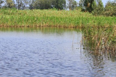 Nam seslendirdi wai yuen hong kong uzun at