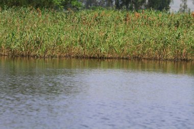 Nam seslendirdi wai yuen hong kong uzun at