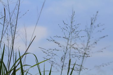 Nam seslendirdi wai yuen hong kong uzun at