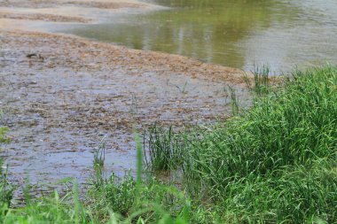 Nam seslendirdi wai yuen hong kong uzun at