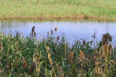 Nam seslendirdi wai yuen hong kong uzun at