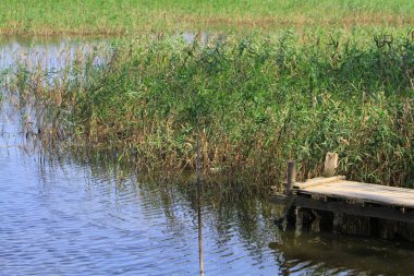 Nam seslendirdi wai yuen hong kong uzun at