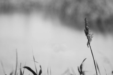 Nam seslendirdi wai yuen hong kong uzun at