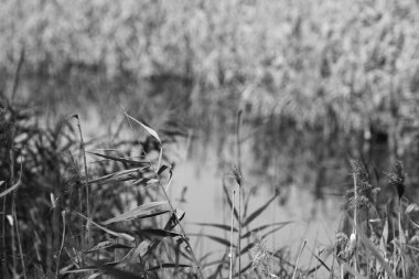 Nam seslendirdi wai yuen hong kong uzun at