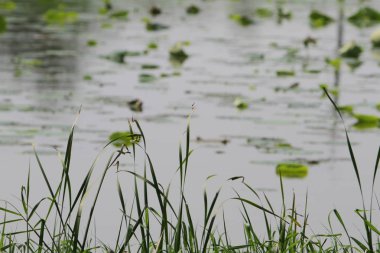Nam seslendirdi wai yuen hong kong uzun at