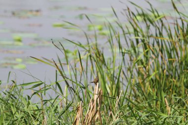 Nam seslendirdi wai yuen hong kong uzun at
