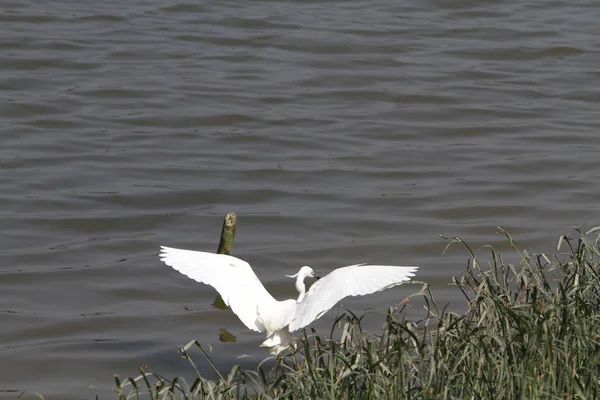 the bird at the nature at hong kong