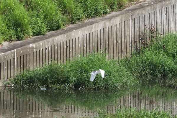 the bird at the nature at hong kong