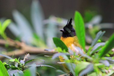 Edward Youde Aviary, hk park kuş izle