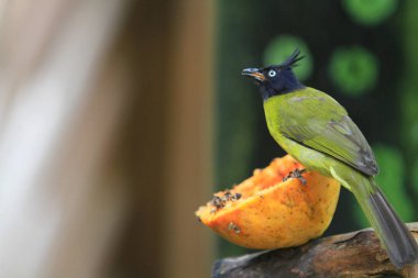 Edward Youde Aviary, hk park kuş izle