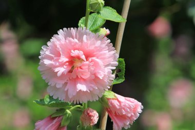 Hibiscus mutabilis parkta gündüz çiçek 