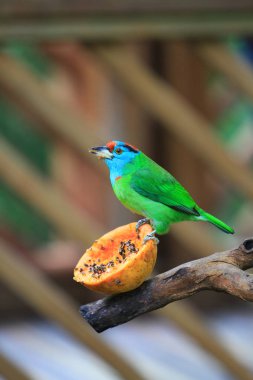 Edward Youde Aviary, hk park kuş izle