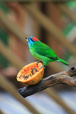 Edward Youde Aviary, hk park kuş izle