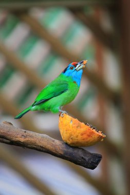 Edward Youde Aviary, hk park kuş izle