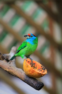 Edward Youde Aviary, hk park kuş izle
