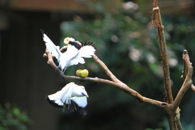 Edward Youde Aviary, hk park kuş izle