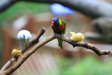 Edward Youde Aviary, hk park kuş izle