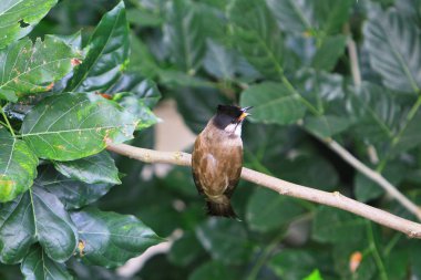 Edward Youde Aviary, hk park kuş izle