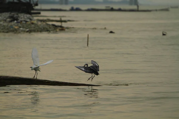 Lau Fau Shan Antiga Cidade Peixes 2010 — Fotografia de Stock