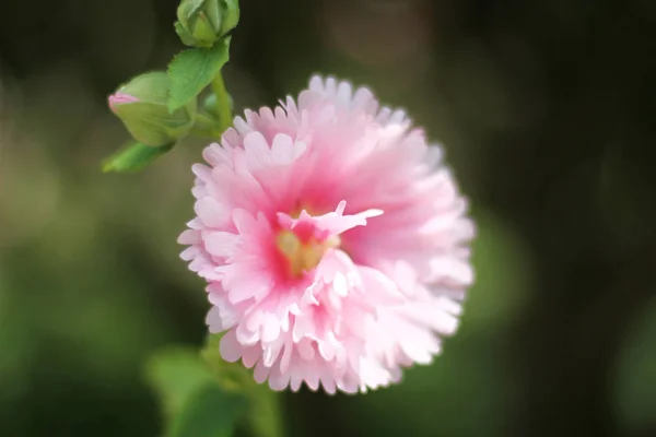 Hibiscus Mutabilis Parkta Gündüz Çiçek — Stok fotoğraf