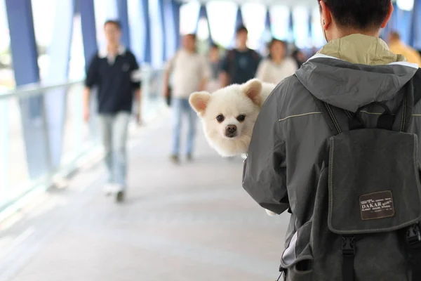 Κύρια Μεταφορά Ένα Σκυλί Στον Δρόμο — Φωτογραφία Αρχείου