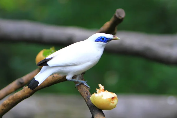 Observación Aves Del Parque Edward Youde Aviary —  Fotos de Stock