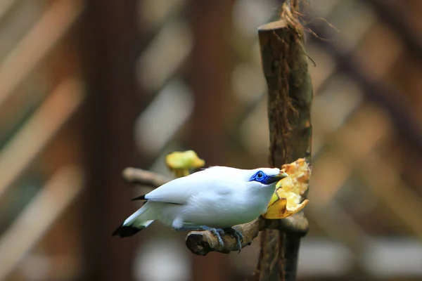 Parco Bird Watch Edward Youde Aviary — Foto Stock