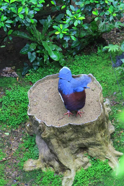 Парк Наблюдать Птицами Edward Youde Aviary — стоковое фото
