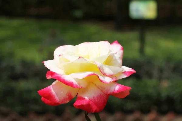 Die Rose Garten Kln Park 2010 — Stockfoto