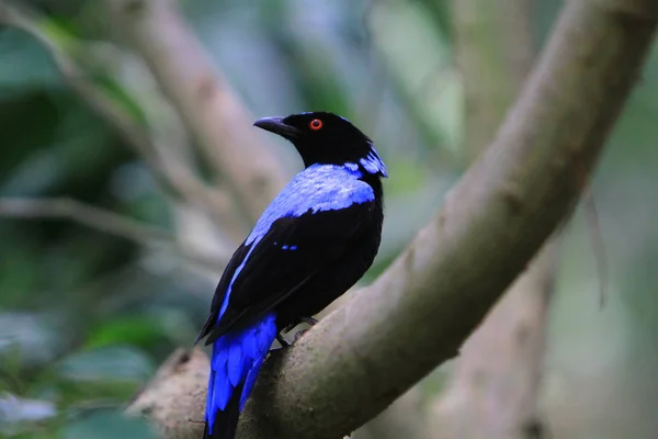 Observation Des Oiseaux Parc Edward Youde Aviary — Photo