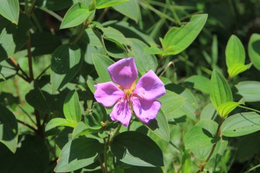 doğa viw sai, kung Country Park 2010