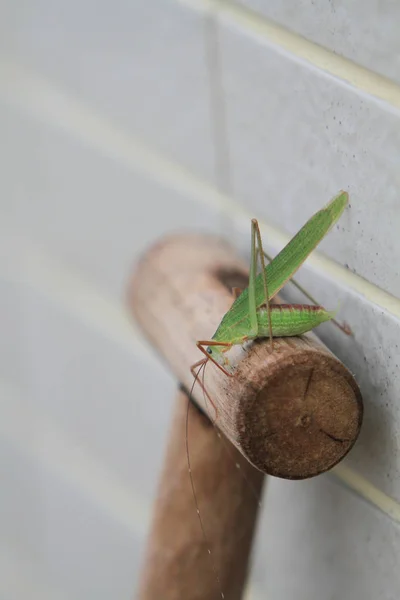 Primer Plano Saltamontes Aire Libre —  Fotos de Stock