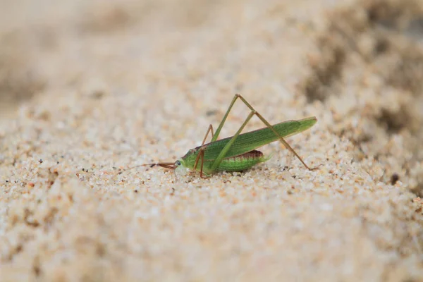 Close Little Grasshopper Out Door — Stock Photo, Image