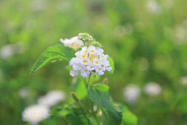 Hong Kong bilim ve teknoloji parkları 2010