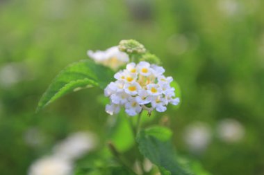 Hong Kong bilim ve teknoloji parkları 2010