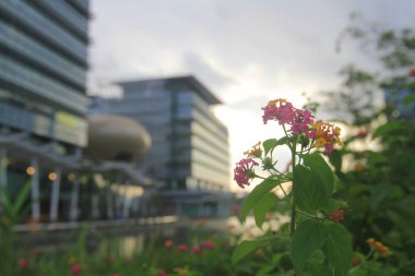 Hong Kong bilim ve teknoloji parkları 2010