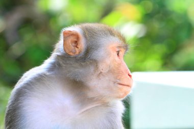 maymun Kam Shan Country Park, hk