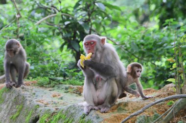 maymun Kam Shan Country Park, hk